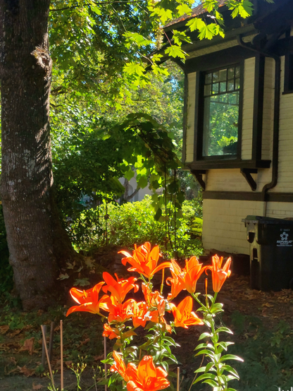 At the left of the image is the trunk of a large big leaf oak tree shading a craftsman cottage, with an ornamental grape vine arbor at the center. In the foreground is a brightly sunlit group of orange lilies.