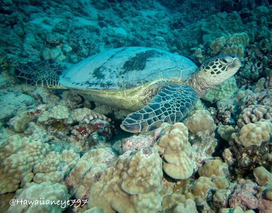 A sea turtle resting on a hard coral reef. Its fins show a leathery cobblestone mosaic pattern.