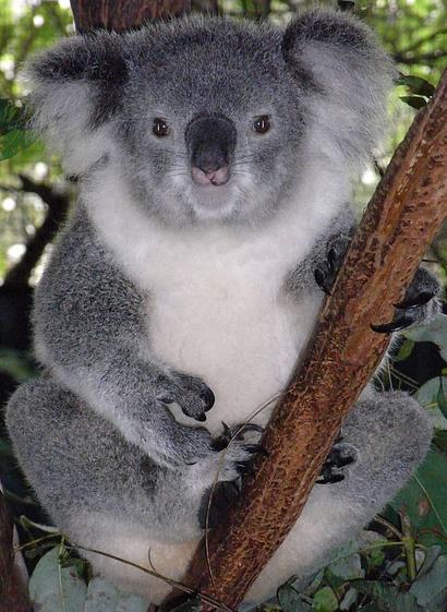 Das Foto zeigt einen Koala