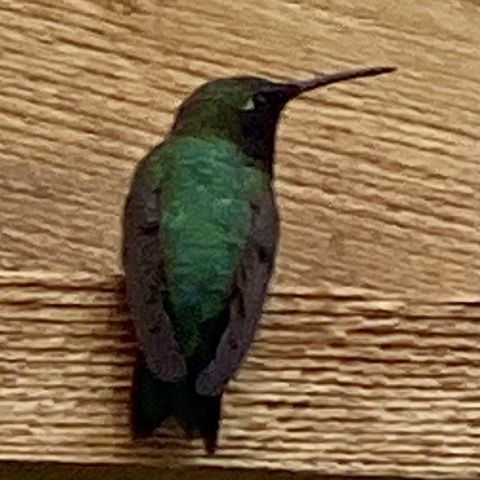 A blackchinned hummingbird rests on a ledge, his shiny green back glows as he looks over his shoulder.