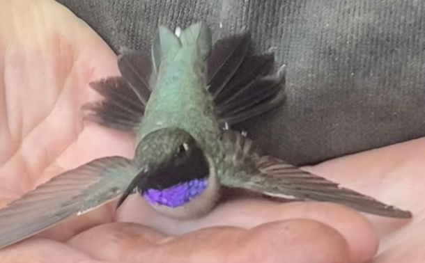 The blackchinned hummingbird wears a violet cravat as he sits in the hand of his rescuer 