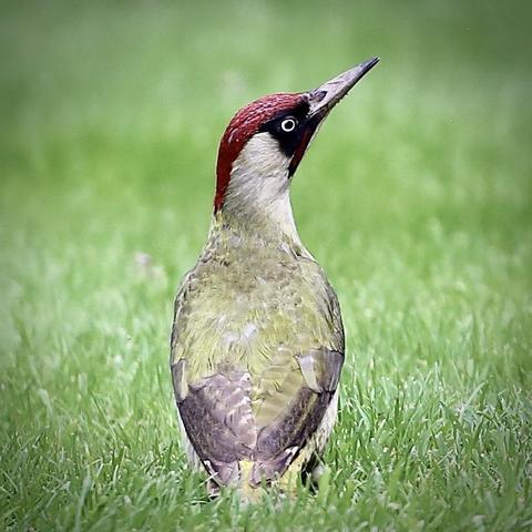 Photo of a young Green Woodpecker on a lawn looking upwards displaying his long dark beak and his punk-like red head colour.
The colours of this young bird are still quite pale compared to adult ones. 
We have dark red on top of his head. Black around his eyes. Pale green on his back and the main feathers are a slightly darker green.
He is here now and again to look for ants. Not interested in seeds.

