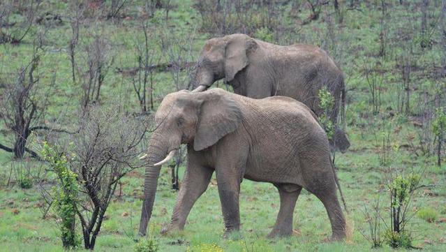 Dos elefants a la reserva natural de Pilanesberg, en una imatge d'arxiu (Pexels/Kallie Calitz)