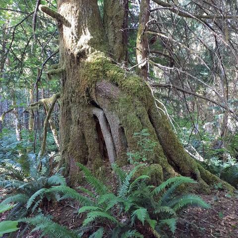 a single tree with aerial roots like tentacles stands in the middle of the frame. The roots are covered with moss.  Sword ferns cover the forest floor. Smaller trees are in the background. 