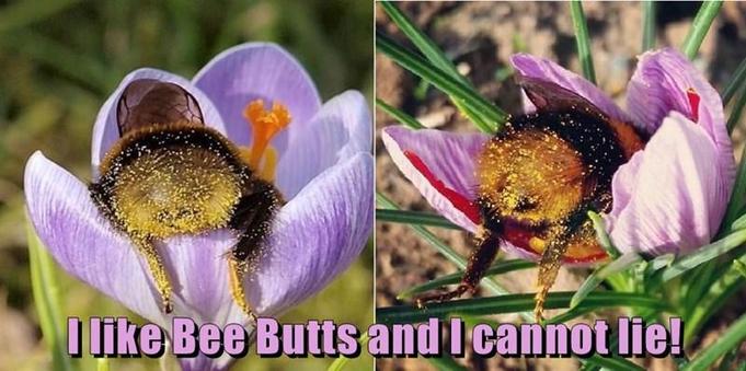 Two images of bees in flowers, just their pollen-covered butts showing

Text: I like bee butts and I cannot lie!