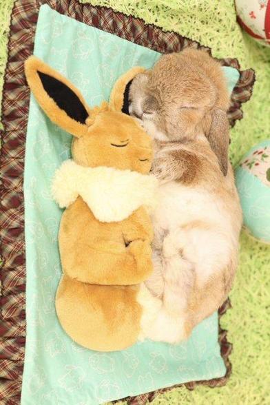 Bunny sleeping with sleeping Eevee plushie