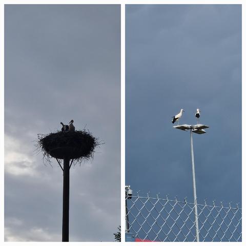Eine Collage, links zwei Jungstörche im Nest, rechts zwei Altstörche auf einer Straßenlampe.