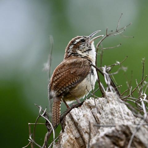 A Carolina wren singing atop a broken tree trunk. The bird has brown feathers atop its head and along its back and wings. The bird has white streaks over its eyes and white, tan, and black bars on its wing and tail feathers. The bird's throat, breast and belly are a very light tan to white. The background is out-of-focus foliage.