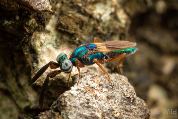 Photograph of a metallic blue-green insect with giant grey eyes, orange legs, and dark brown antennae shaped like paddles, in side view standing on a raised ridge of tree bark.