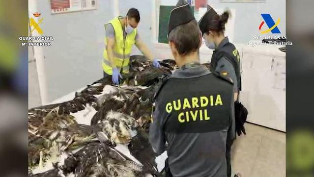 Agents de la Guàrdia Civil amb els 38 cadàvers d'ocells intervinguts a l'aeroport del Prat (Guàrdia Civil)