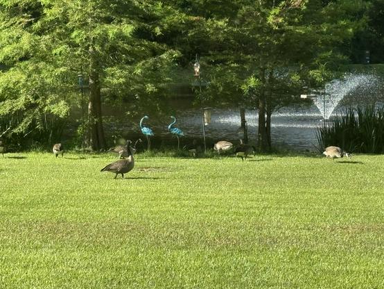 Several large brown geese pick through the green grass of a lawn. Nearby are two cypress trees and a bird feeder station set up 