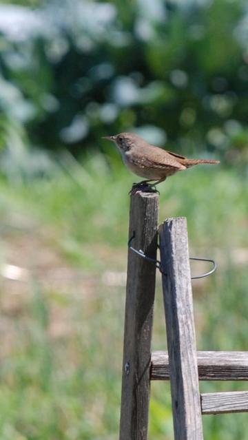 A small rusty brown bird perches at the top of a simple wooden structure.  In the distance, the blurry blue-green of out-of-focus broccoli plants.  