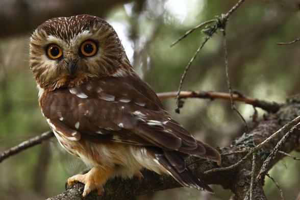 A small owl perched on a branch in the woods By Kameron Perensovich - Male Northern Saw-whet Owl, CC BY-SA 2.0, https://commons.wikimedia.org/w/index.php?curid=54756627