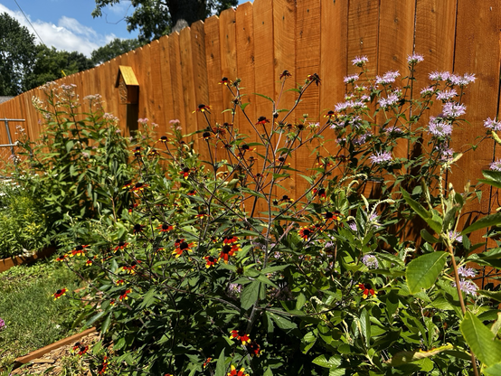 Tall flowering plants in front of a cedar fence 