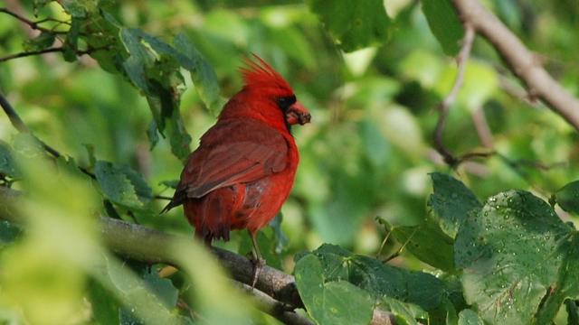 A bright red male Northern Cardinal amidst the green leaves of the redbud tree.  The bird seems to have something in its mouth.  Water droplets are still visible on the leaves from the earlier rainstorm. 