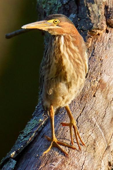 A Green Heron bestrides a log, facing the viewer obliquely.