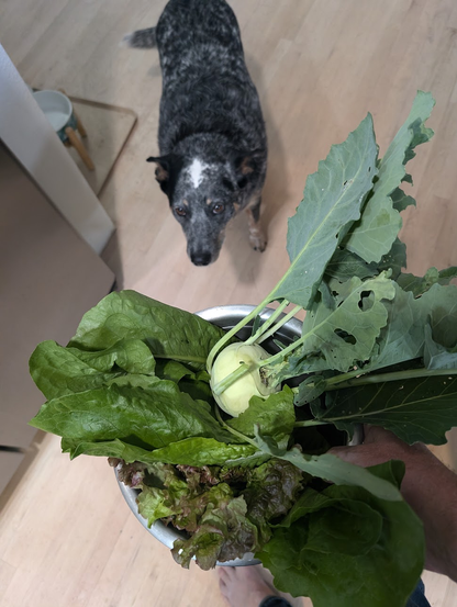 Merle (blue heeler) looking up at me as I hold a stainless steel bowl with lettuces and a kohlrabi from the garden.