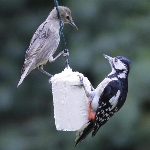 This photo shows a young Starling and a female Great Spotted Woodpecker on a feeding source.
The young Starling is still very grey and is looking down at the Woodpecker.
The Woodpecker was there first and is not used to be challenged by other birds.
The Woodpecker has a bright red belly and the rest is black and white. No red band on the back of the head, hence female.
