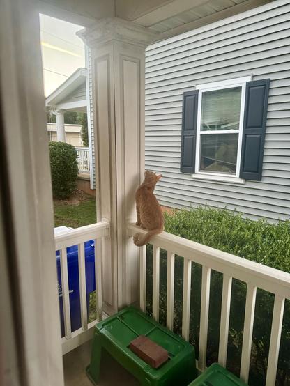 An orange tabby cat is looking at the top of a column on a porch, which contains a bird nest. 