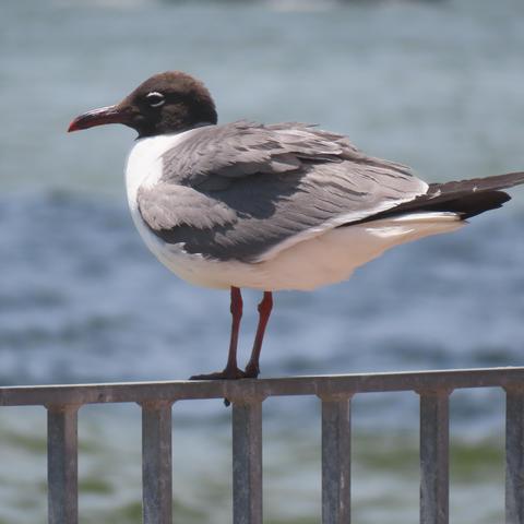The gull, standing on a metal fence along the river, has a coal black head and white, gray, and black body/feathers. 
