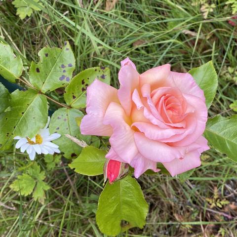 A gorgeous peach and pink rose in full bloom, with a bud next to it.

It’s a climbing rose that I got from my local garden centre last year to train over an archway. This is the first flower it’s produced. It’s called Rosa Compassion.