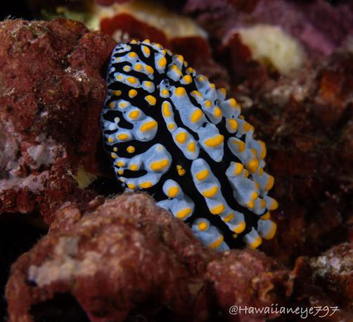 A finger-length sea slug, marked with black, bumpy islands of light blue, and spotted with yellow.