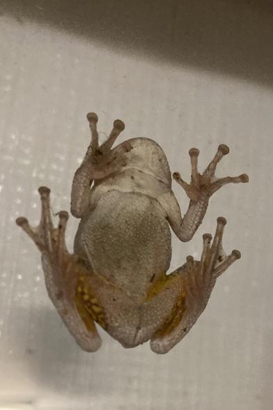 The pale underside of a tree frog that is suction-cupping its way up a window at night.  The frog is on the outside of the glass.  The background is a white exterior curtain/shade. 