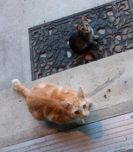 Big orange tabby cat & little gray tabby kitten