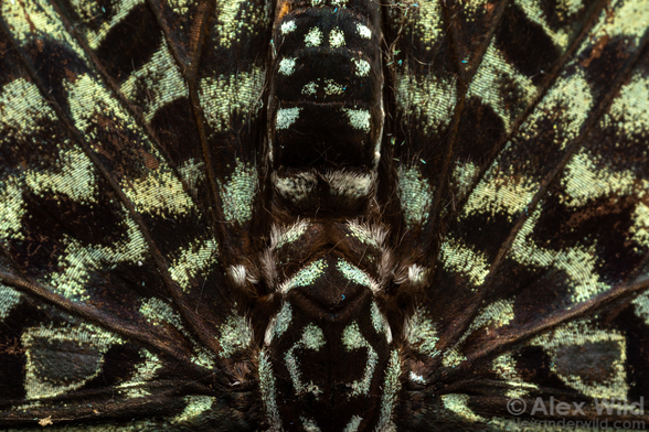Photograph of a regular, radiating pattern of velvety black with waves of gray/turquoise lines and spots, that on inspection turns out to be the back and wings of a butterfly.