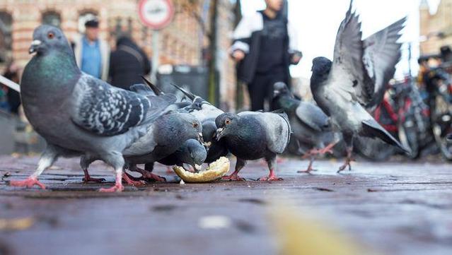 Coloms menjant pa de terra, en una imatge d'arxiu (iStock/Vera Aksionava)