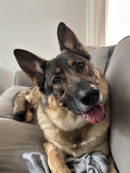 Smiling German Shepherd on a couch!