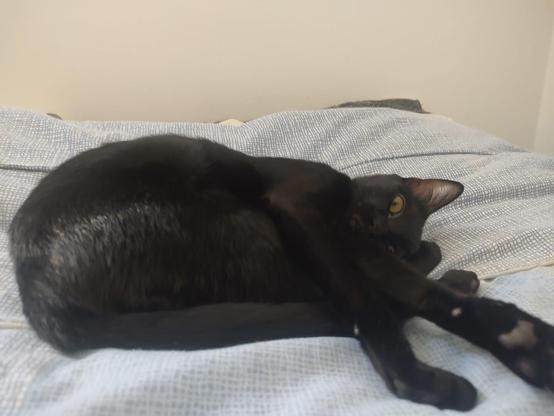 Black cat  laying on its side with the back paws forward