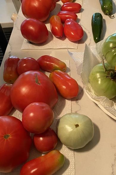Lots of tomatoes - all different sizes and colors, from light green to deep red. There are giant slicing tomatoes, plum tomatoes and green slicing tomatoes.