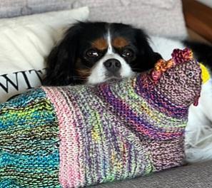 Spaniel dog with knitted chicken