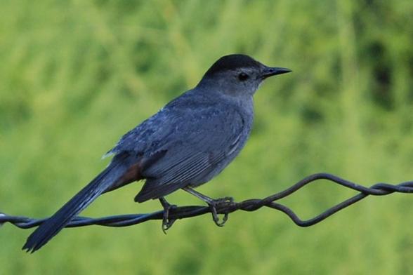 A slate gray bird perches on the twisted wire of a grape trellis.  The bird has a black cap.  A bit of rusty orange rump is visible under the tail feathers. 