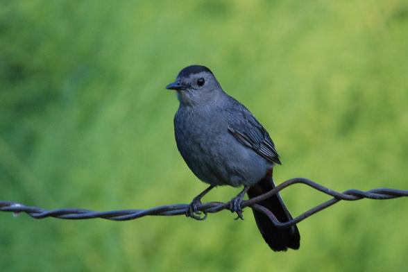 The same bird on the same wire, but now the bird faces the camera.  Its breast is a lighter gray than the back or wings.  The black cap and black eye stand out on the gray face and head.  
