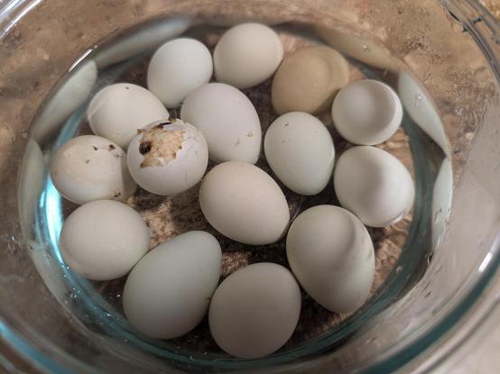 Quail eggs in clear liquid (water) to rinse off after a vinegar soak. The eggs are all (except one) white with no brownish coat with spots.
