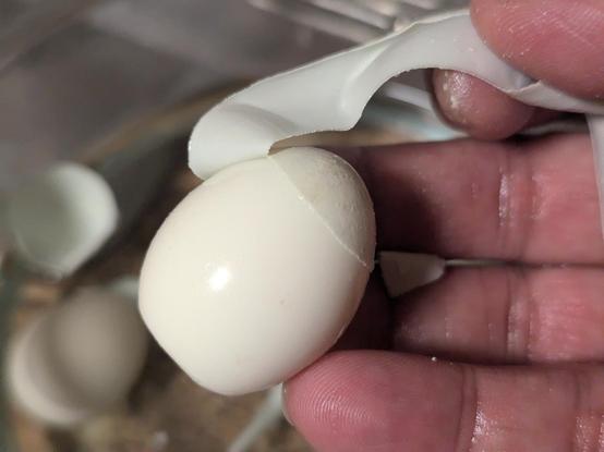 Peeling the shell off a quail egg. The shell is soft and flexible and comes off in a strip