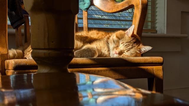 An orange cat sleeping on a wooden library chair with the sun shining on his face.