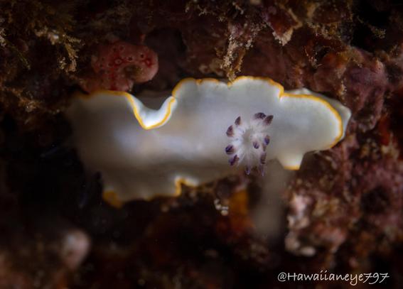 A white sea slug trimmed with a fine yellow border and black tips on its gills.