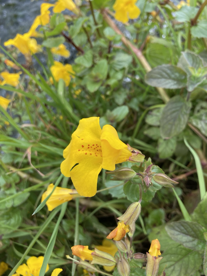 Close up of the yellow bloom of a Monkey Flower with red spots at the centre. Leaves, grass and further blooms in the background, and a glimpse of the burn 