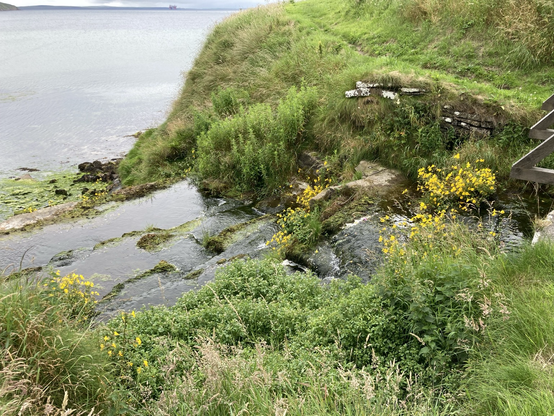 View of the burn at the top of a small waterfall. Cluster of yellow Monkey Flower beneath the foot bridge 
