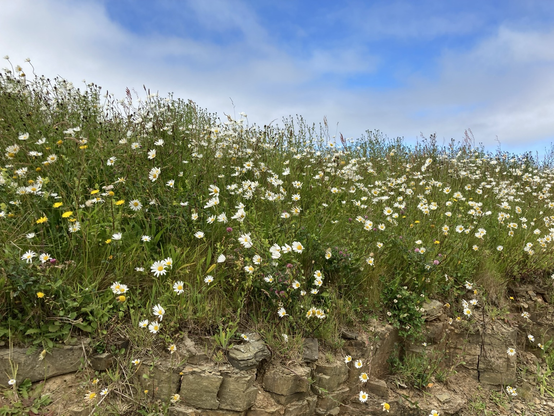Flowering meadow with many Ox Eye Daisy, blue sky with white clouds above