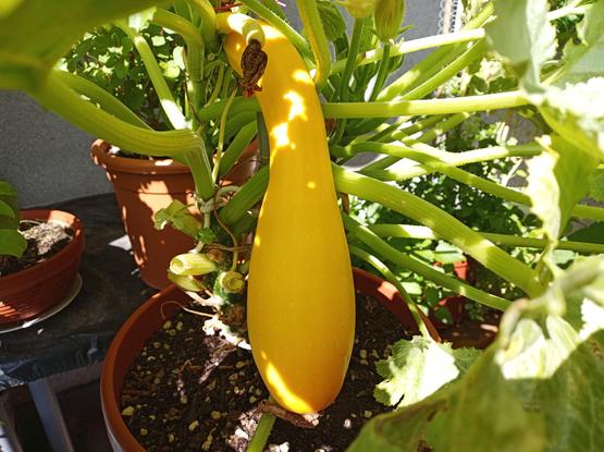 Eine große, gelbe Zucchini hängt an einer Pflanze in einem Terrakottatopf. Die Zucchini ist länglich und hat eine glatte Oberfläche. Rund um die Zucchini sind grüne Stängel und Blätter zu sehen. Im Hintergrund befinden sich weitere Pflanzen in Blumentöpfen. Die Szene ist gut beleuchtet durch Sonnenlicht.
