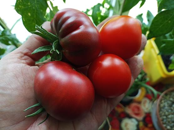 Eine Hand hält vier reife Tomaten. Zwei sind dunkelrot und leicht gerippt, die anderen beiden sind rund und leuchtend rot. Im Hintergrund sind grüne Blätter und unscharfe Pflanzgefäße zu sehen. Die Szene spielt sich drinnen nahe einem Küchenfenster ab.