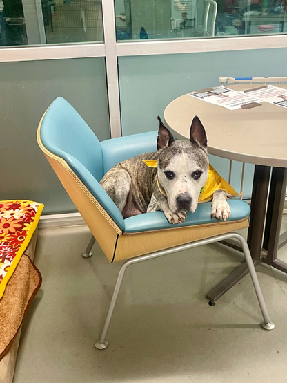 Beautiful dog in a chair in an office.

Caption: 