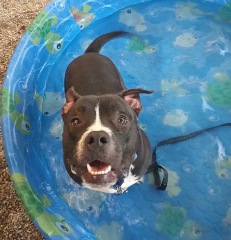 Beautiful dog in a kiddie pool.

Caption: 