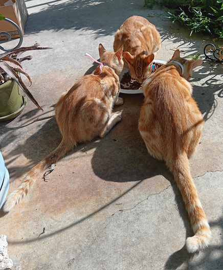 3 orange tabby cats eating