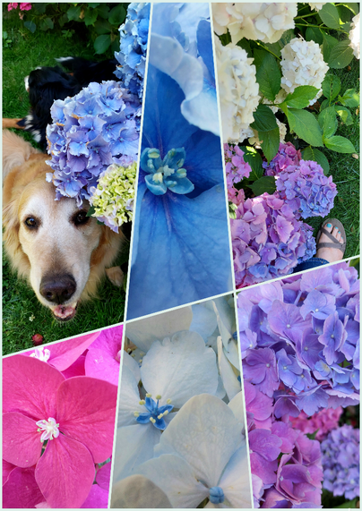 A collage of six images in a skewed grid of hydrangeas in white, pink, blue, and purple.