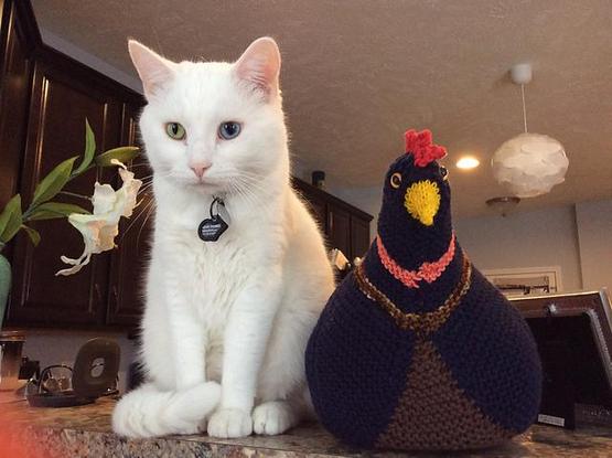 White cat wearing a collar with tag, hangin' out with a mostly black knitted emotional support chicken